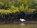 White Ibis, Bahia Magdalena